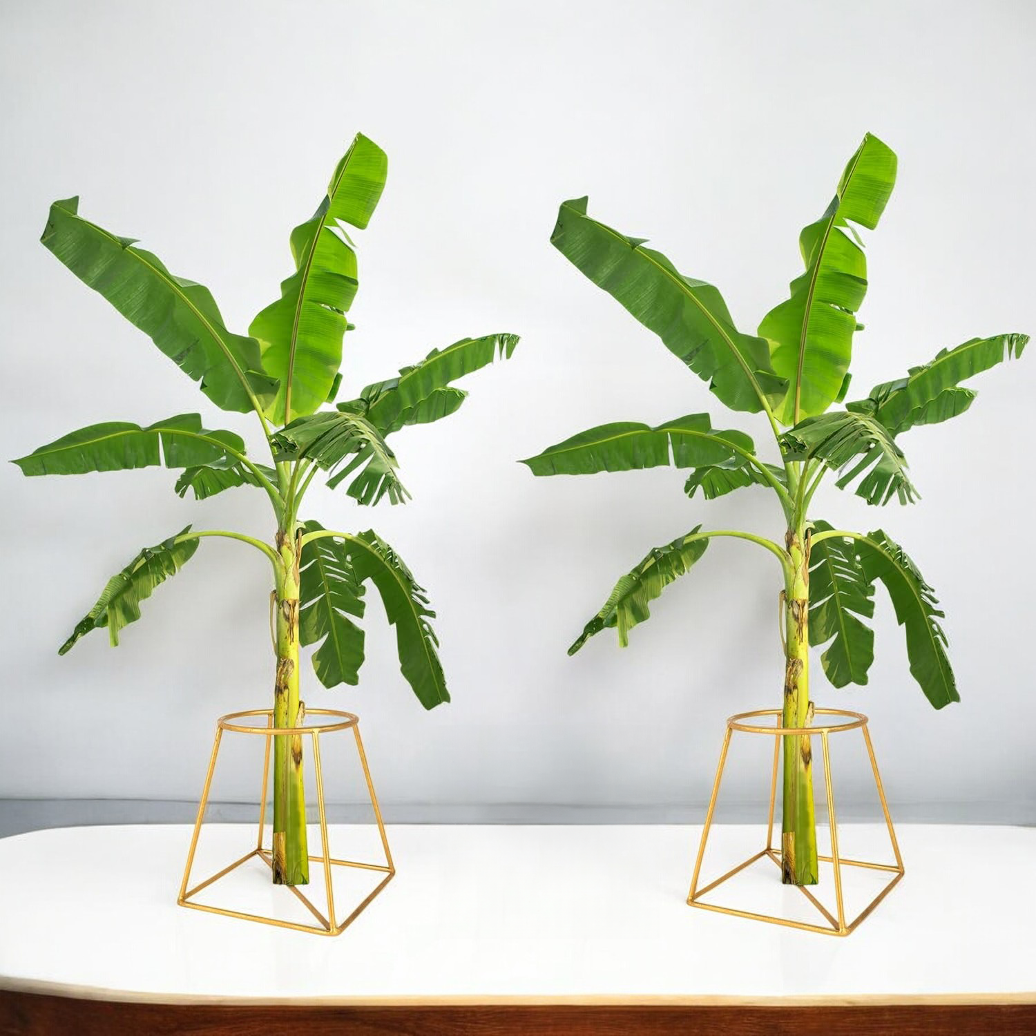 Banana Plant Holder for Pooja - Set of 2, Gold