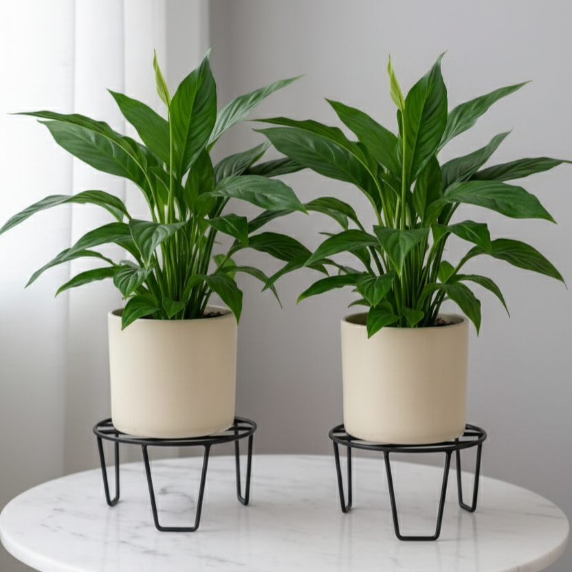 ORION Plant Stand